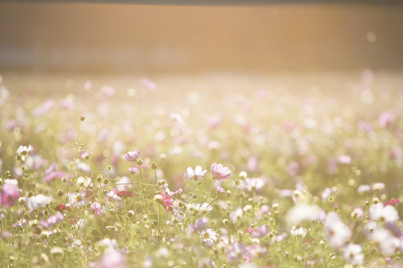 A field of flowers represents the many possibilities that planning ahead provides